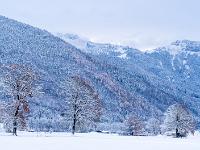 Winterliche Eichen auf Wiese mit Scheibenwand als Kulisse